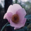 Camellia huiliensis